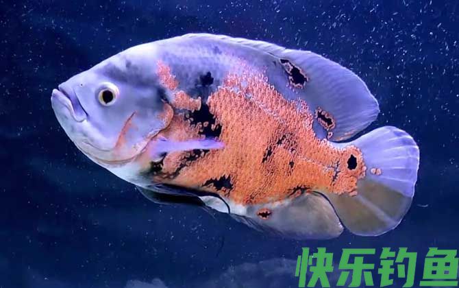 雀鳝可以和什么鱼一起养(图4) 雀鳝可以和什么鱼一起养(图4)