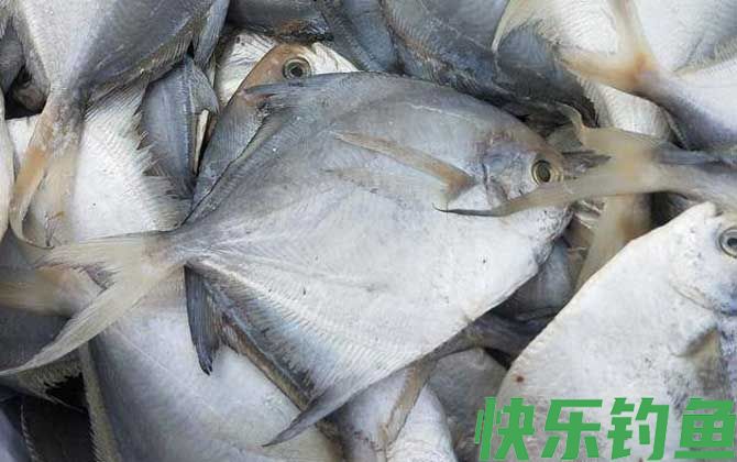 银鲳鱼是深海鱼还是浅海鱼(图1)