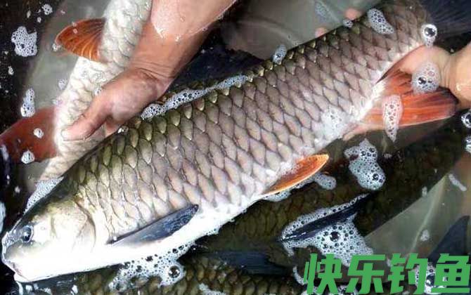鱼是胎生还是卵生(图2)
