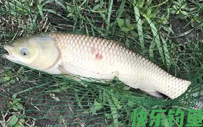 鱼是胎生还是卵生(图3)