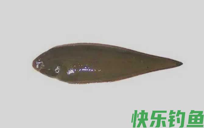 又薄又扁的鱼是什么鱼(图4)