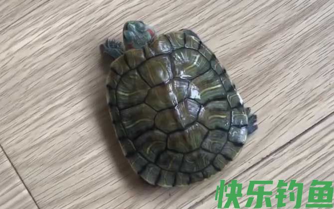 巴西龟白眼病最简单防治方法(图2)