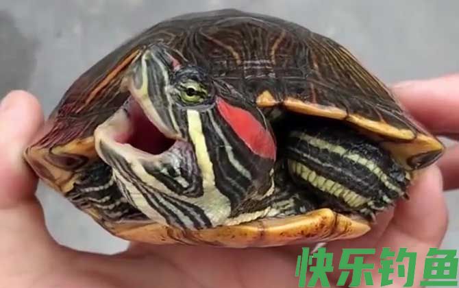 巴西龟白眼病最简单防治方法(图3)