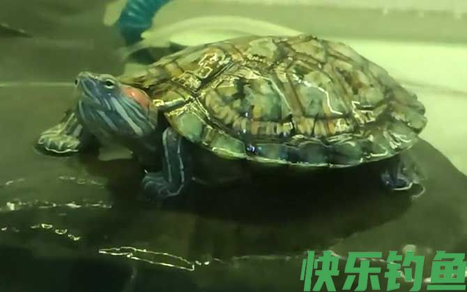 巴西龟白眼病最简单防治方法(图4)