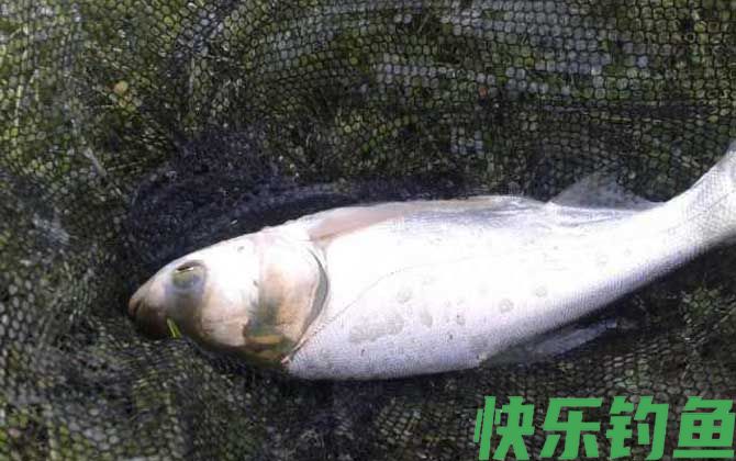 白鲢可以净化水质吗(图3)