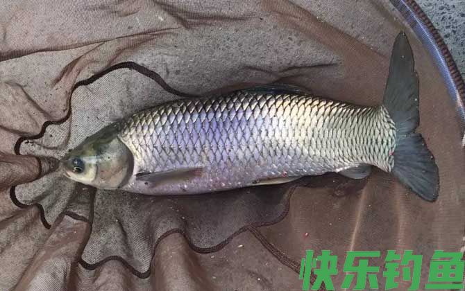 鱼缺氧的症状有哪些(图3)