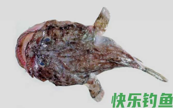 安康鱼种类及图片大全(图3)