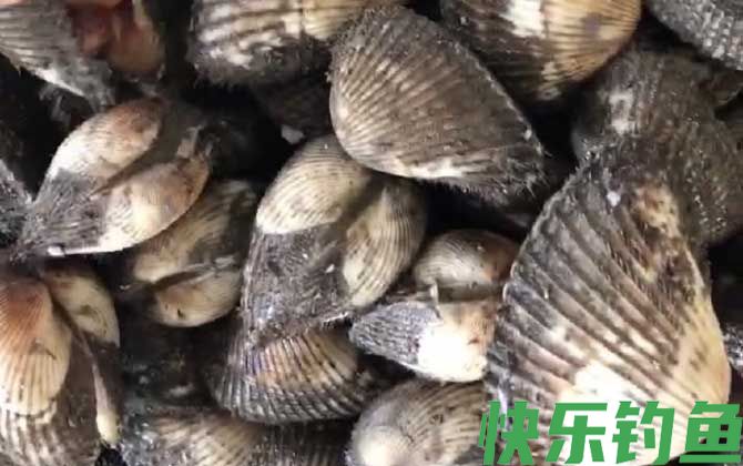 蚶子的拼音怎么读(图2)