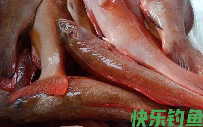 东星斑和红石斑鱼哪个档次高(图3)
