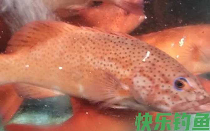 东星斑和红石斑鱼哪个档次高(图2)