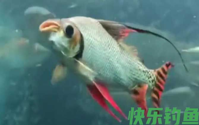 飞凤鱼价格多少钱一条(图3)