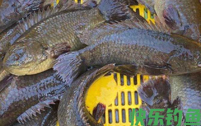 攀鲈鱼价格多少钱一斤(图1)