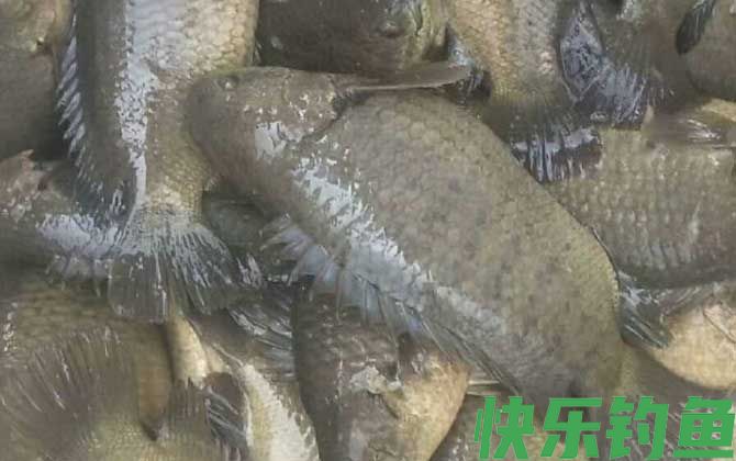 攀鲈鱼价格多少钱一斤(图3)