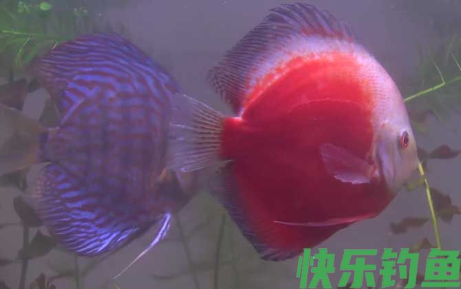 七彩神仙鱼多久繁殖一次(图3)