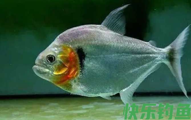 食人鲳适合多少度水温(图2)