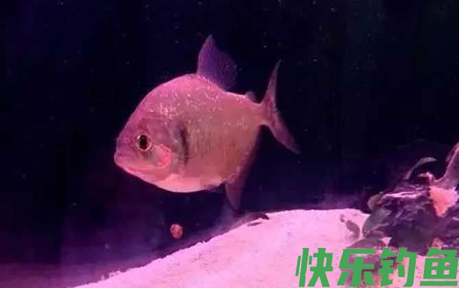 食人鲳适合多少度水温(图1)