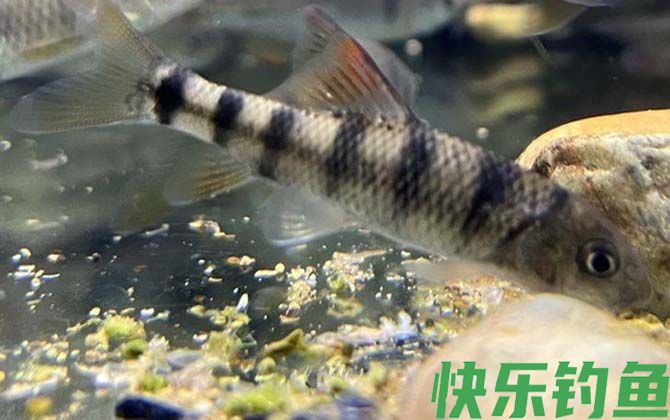 光唇鱼有毒吗(图3) 光唇鱼有毒吗(图3)