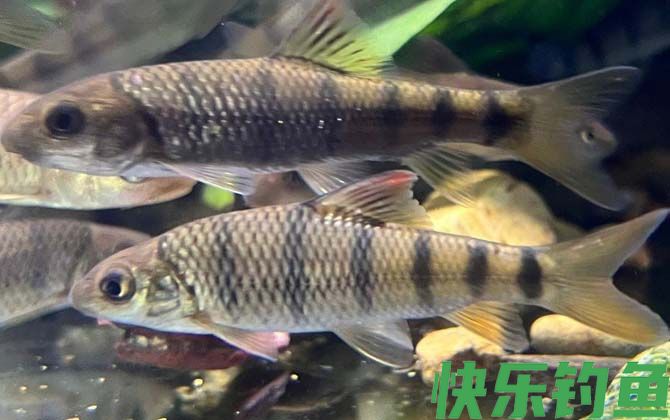 光唇鱼有毒吗(图1) 光唇鱼有毒吗(图1)