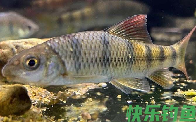 光唇鱼有毒吗(图2) 光唇鱼有毒吗(图2)
