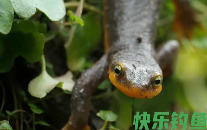 蝾螈毒素和河豚毒素一样吗(图2)