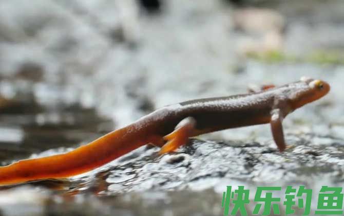 蝾螈毒素和河豚毒素一样吗(图4)