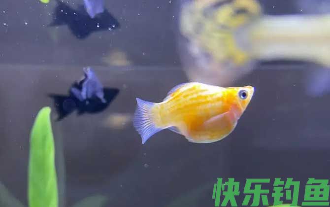 月光鱼可以和什么鱼混养(图2)