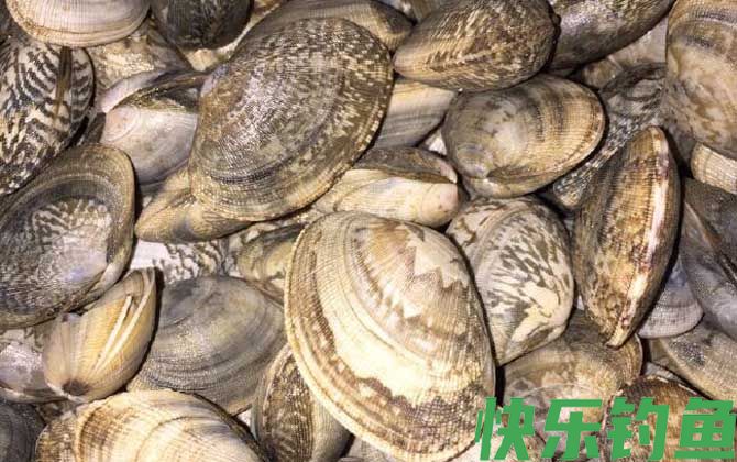 花蛤可以放几天(图3)