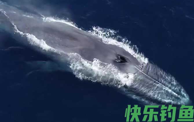 蓝鲸是什么动物(图3)