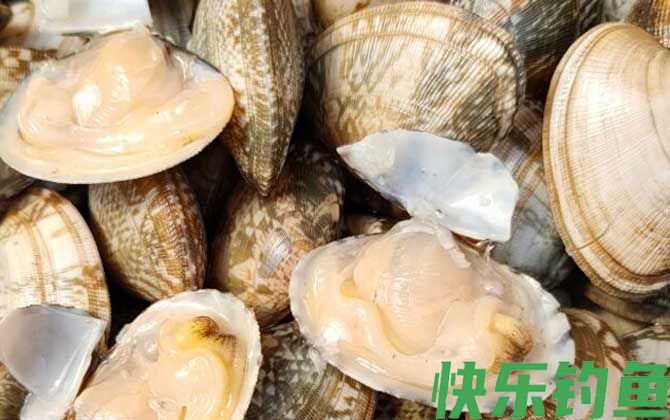 花蛤可以放几天(图1)