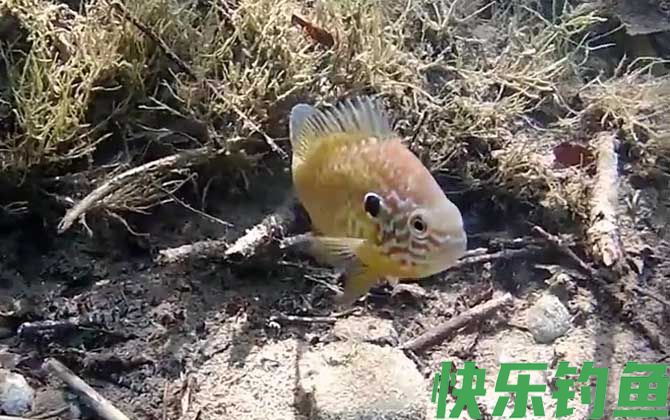 太阳鱼冬天会死吗(图2)