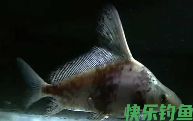 一帆风顺鱼是什么鱼(图3)