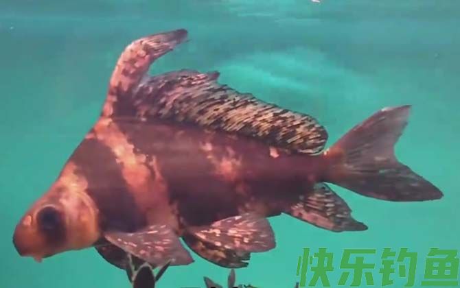 一帆风顺鱼是什么鱼(图4)