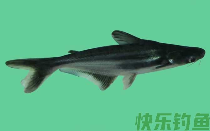 小蓝鲨是什么鱼(图2)