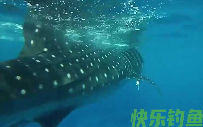 鲨鱼种类及图片大全(图8)