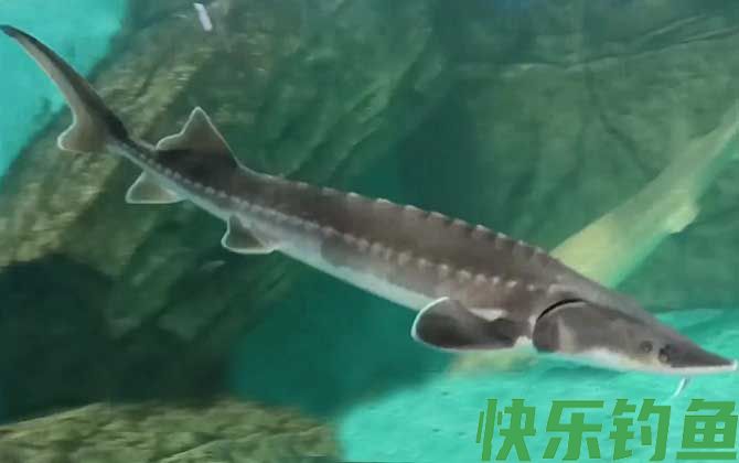 中华鲟吃什么食物(图1)