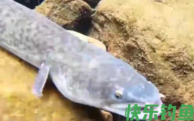 花鳗鲡是什么鱼(图1)