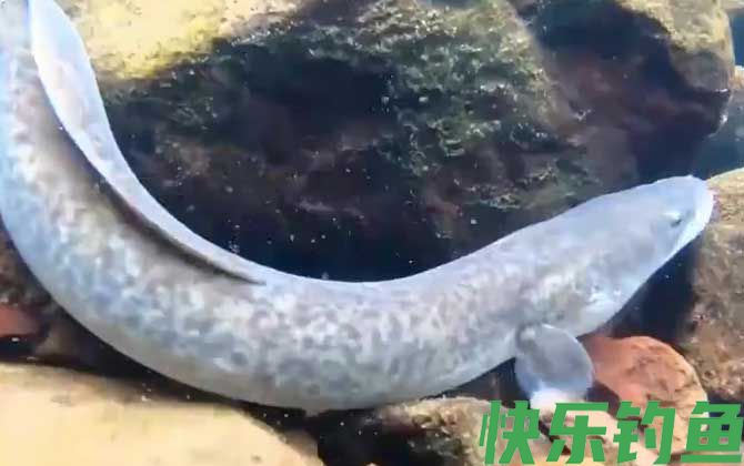 花鳗鲡是什么鱼(图2)
