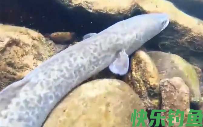 花鳗鲡是什么鱼(图4)