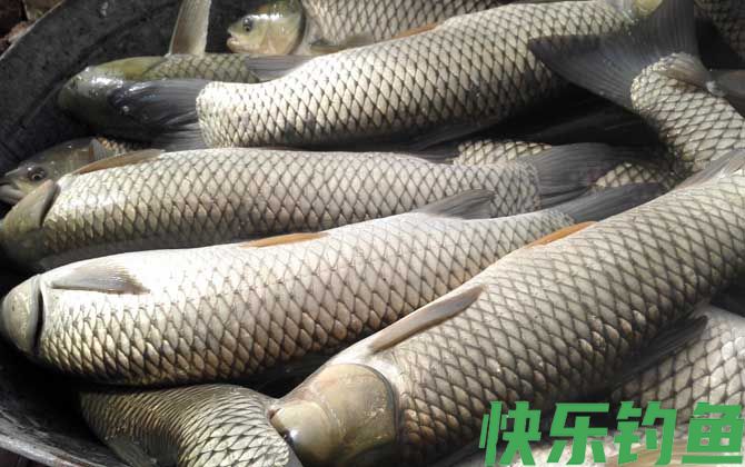 草鱼养殖技术及病害防治(图7)