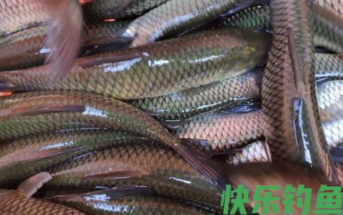 草鱼养殖技术及病害防治(图8)