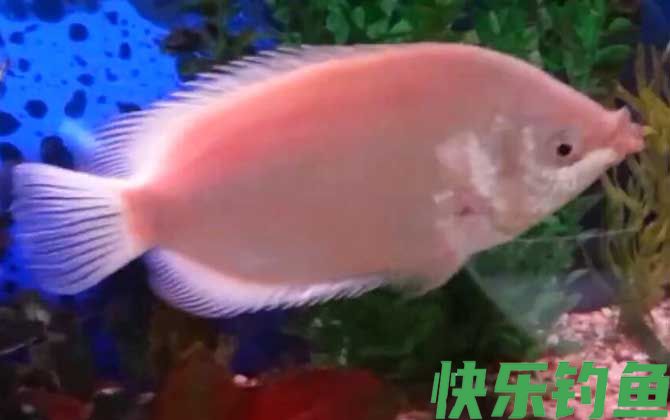 接吻鱼为什么接吻(图4)