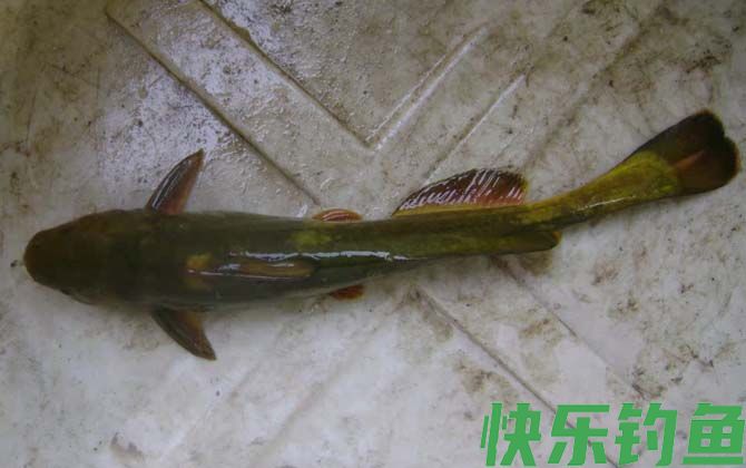 牛尾巴鱼是什么鱼(图1)