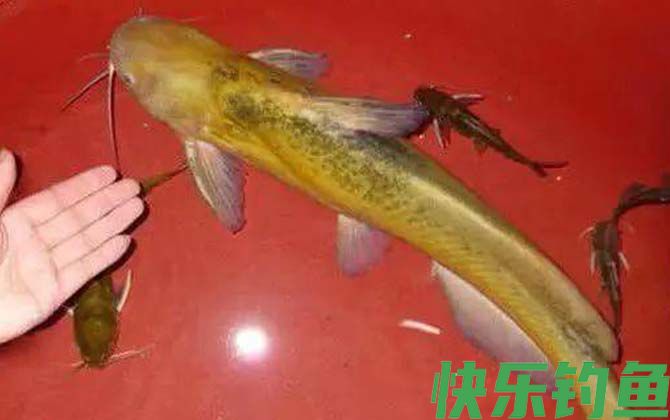 牛尾巴鱼是什么鱼(图4)