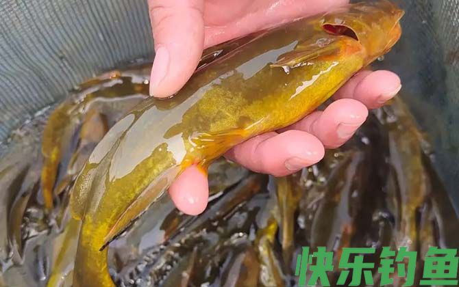 牛尾巴鱼是什么鱼(图2)