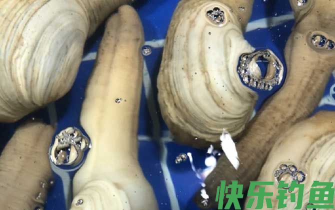 象拔蚌学名叫什么(图1)