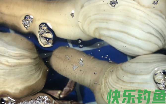 象拔蚌学名叫什么(图3)