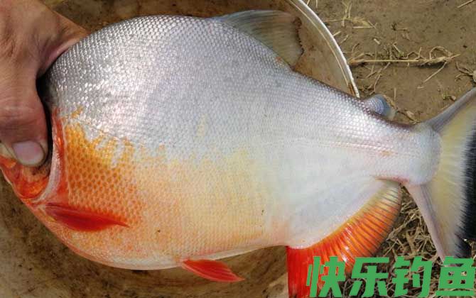 红鲳鱼和鲳鱼的区别(图3)