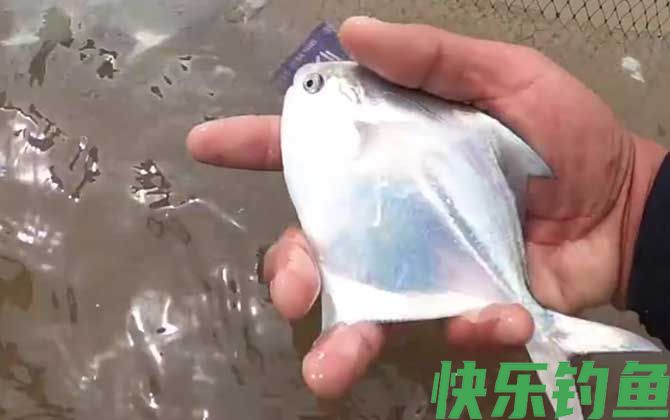 红鲳鱼和鲳鱼的区别(图4)