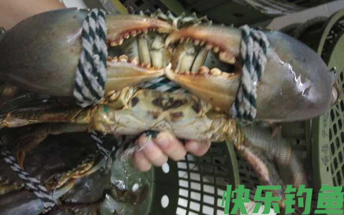 青蟹怎么保存不容易死(图1)