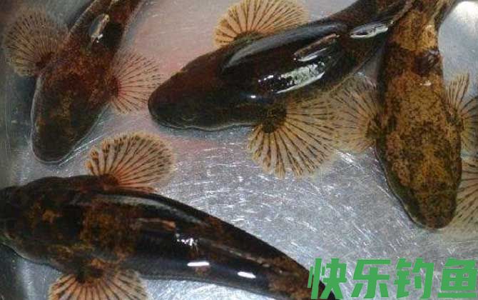 鲈鱼是海鱼吗(图2)